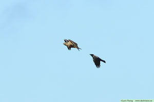 Fjällvråk, Buteo lagopus